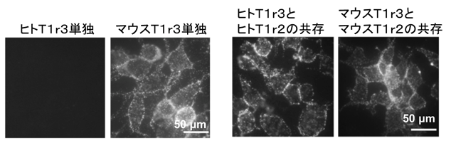 T1r3の動物種による細胞膜への移動の違い