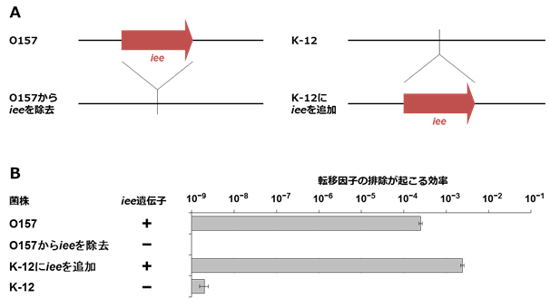 図4 転移因子の切り出しが起こる効率はiee遺伝子の有無に依存する