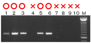 図4 DNAマーカーSTS-WG44による選抜の様子DNAマーカーが増幅された個体(○印)を萎凋細菌病抵抗性個体として選抜
