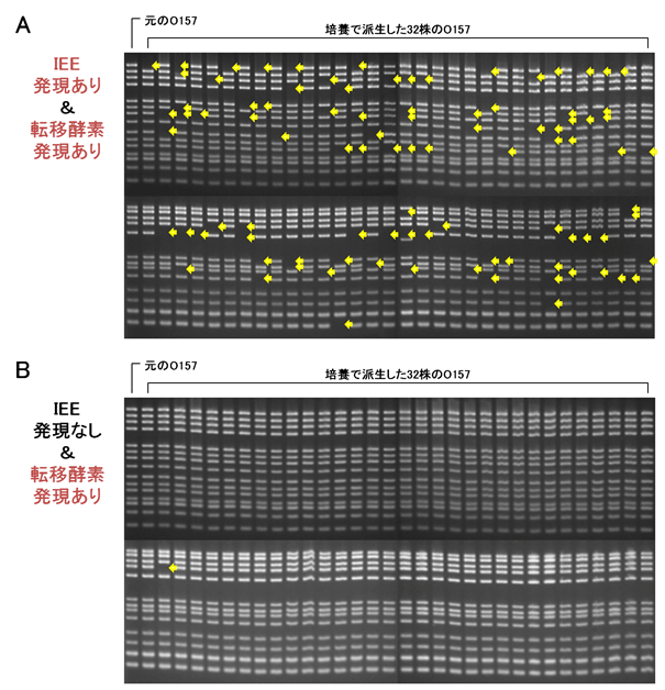 図5 IEEと転移酵素により引き起こされるO157ゲノムの多様化