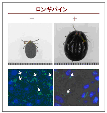 図 5 マダニにおけるバベシア原虫伝搬の様子