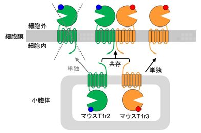 マウス甘味受容体の膜への移動システム