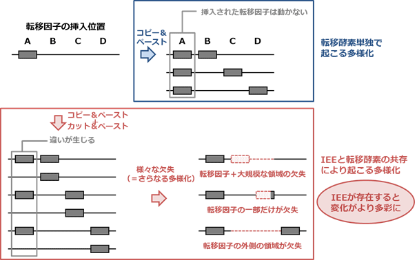 図6 IEEの存在によりゲノムがより高い多様性を獲得する