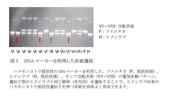 DNAマーカーを利用した系統選抜