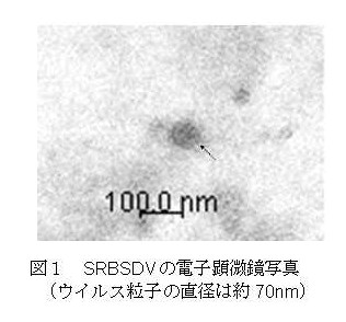 図1 SRBSDVの電子顕微鏡写真