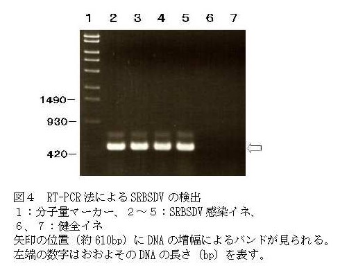 図4 RT-PCR法によるSRBSDVの検出