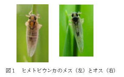 図1 ヒメトビウンカのメス(左)とオス(右) 