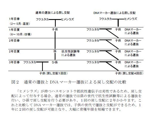 通常の選抜とDNAマーカー選抜による戻し交配の比較