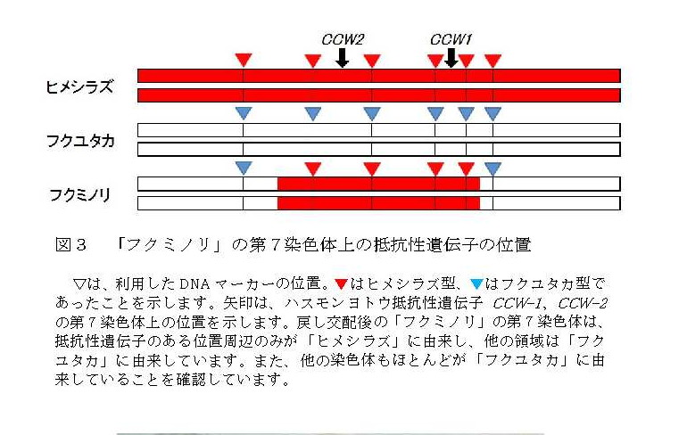 「フクミノリ」の第7染色体上の抵抗性遺伝子の配置