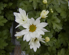 写真1 白色品種セイマリン