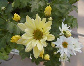 写真2 花弁の色が黄色に変化したセイマリン