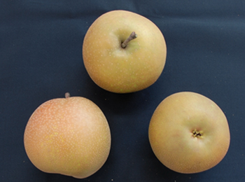 図2 「甘太」の果実