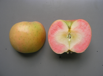 図2 「ローズパール」の果実