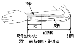 図1 前腕部の骨構造