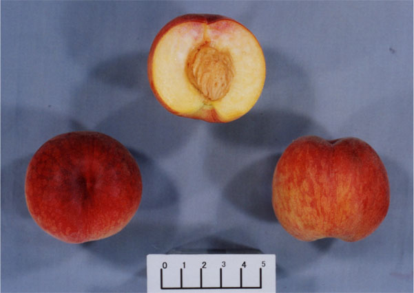 図3 「ひめこなつ」の果実