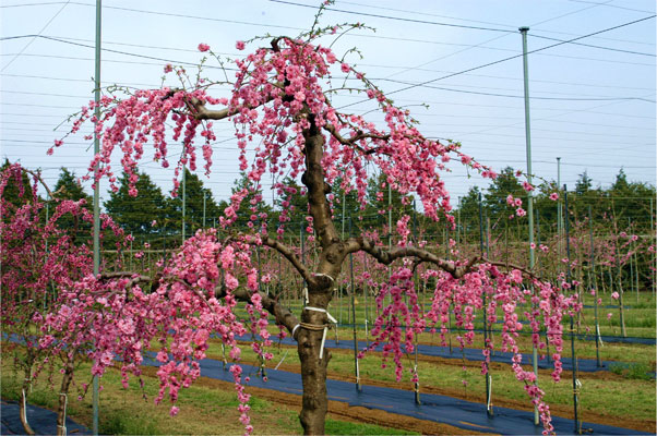 ひなのたきの開花樹