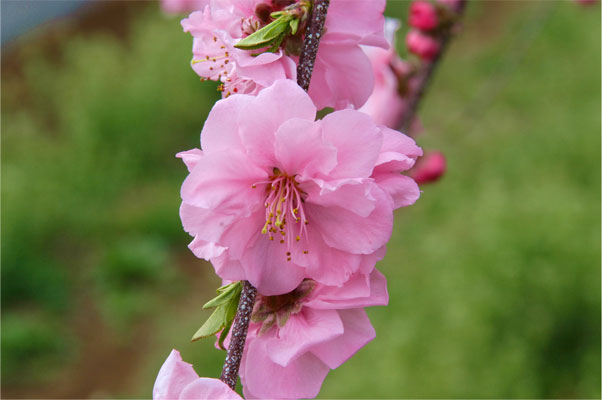 ひなのたきの花