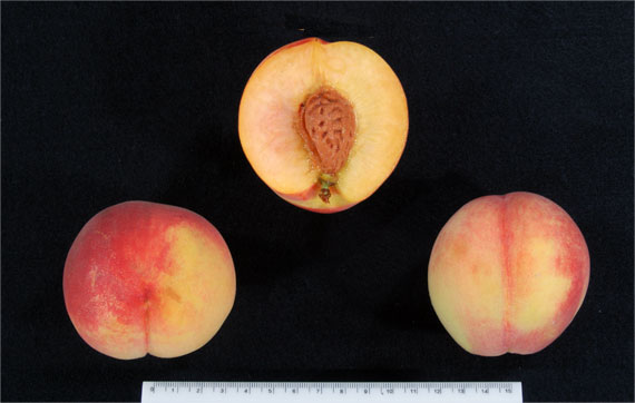 図4 「ひなのたき」の果実
