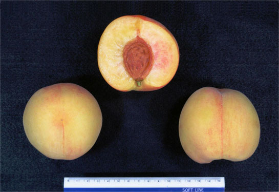 図1 「つきあかり」の果実