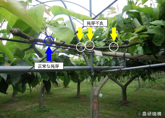 図 ナシの発芽不良の典型的な症状(2009年5月撮影)