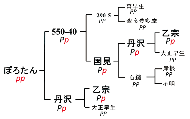 ぽろたんの家系図