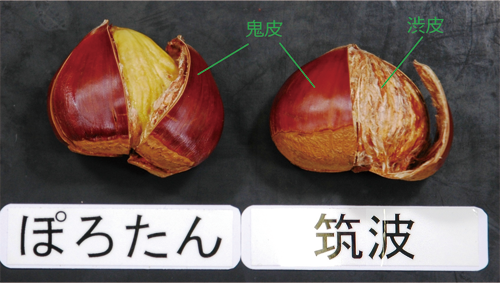 「ぽろたん」と「筑波」の加熱後