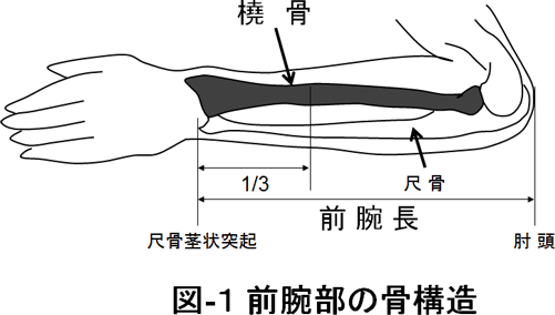 前腕部の骨構造