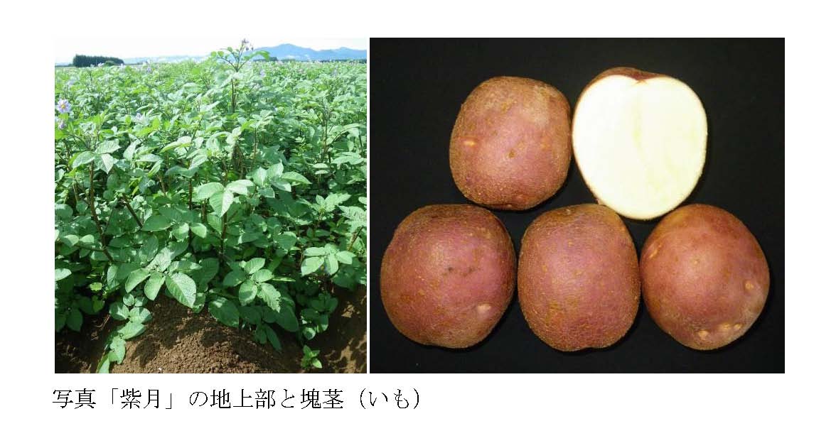 写真  「紫月」の地上部(左)と塊茎(右)