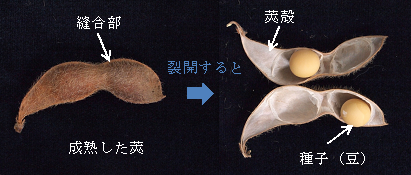 図1.大豆の莢の構造