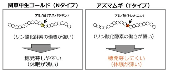 図2. 発芽を制御するリン酸化酵素は1個のアミノ酸の違いで働きが異なる