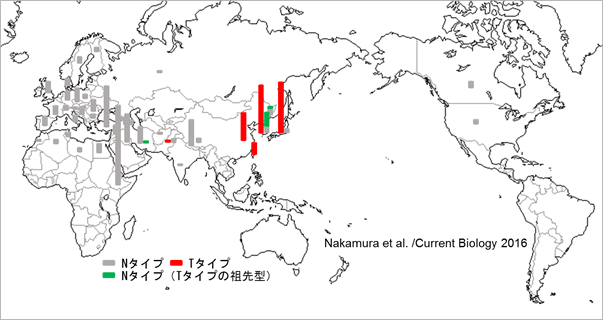 図3. NタイプとTタイプの世界の地域分布