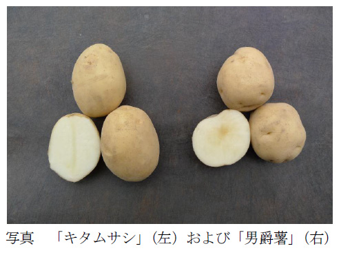 写真  「キタムサシ」(左)および「男爵薯」(右)