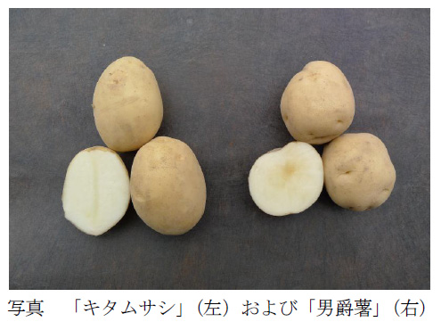 写真 「キタムサシ」(左)および「男爵薯」(右)