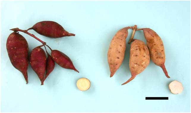 写真1 ほしこがね(左)とタマユタカ(右)のいも
