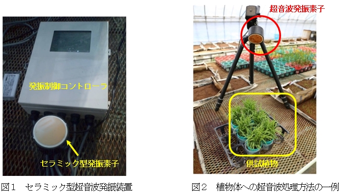 セラミック型超音波発振装置・植物体への超音波処理方法の一例