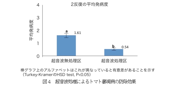 超音波処理によるトマト萎凋病の防除効果