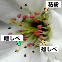 写真2 「幸水」の花(拡大)