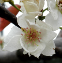 写真3 415-1系統の花