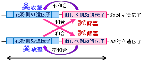 自家不和合性遺伝子(S遺伝子)