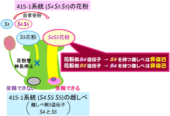 図2 415-1系統の花粉側自家和合性の仕組み