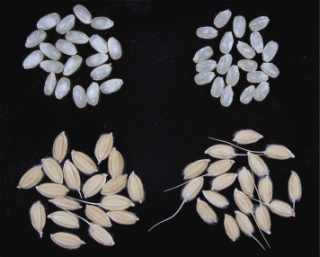 「越神楽(左)」の籾と玄米:右は日本晴