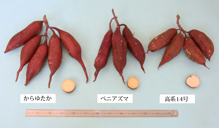 写真1 「からゆたか」(左)、「ベニアズマ」(中)および「高系14号」(右)のいも