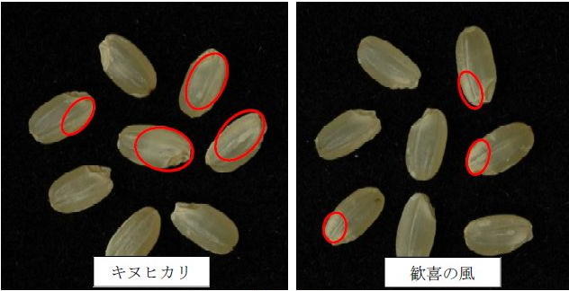 写真2 「歓喜の風」の玄米