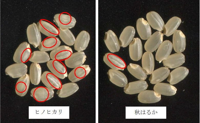 写真1 高温登熟耐性試験における「秋はるか」の玄米