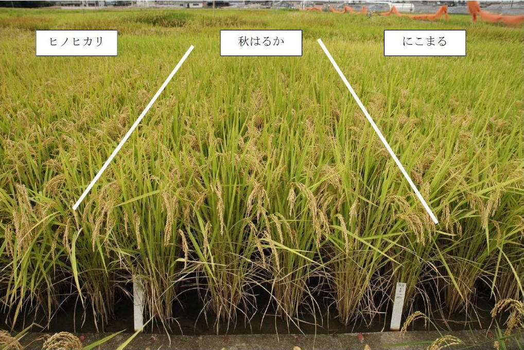 写真2「秋はるか」の育成地の標肥栽培における草姿