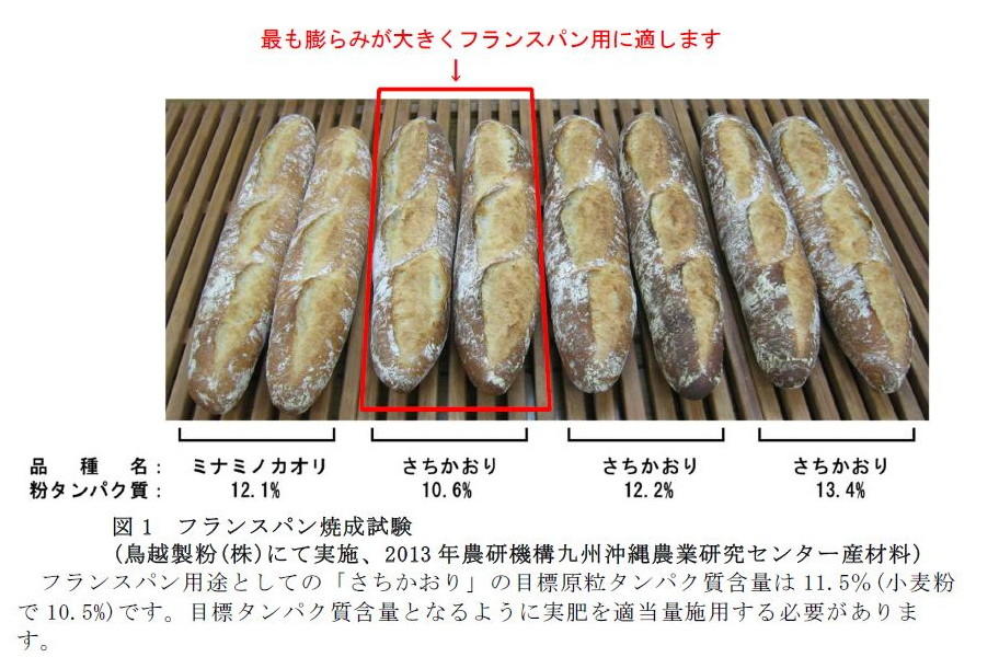 図1 フランスパン焼成試験(鳥越製粉(株)にて実施、2013 年農研機構九州沖縄農業研究センター産材料)