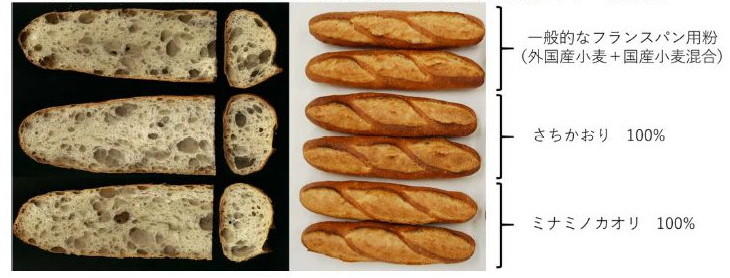 図2 一般社団法人日本パン技術研究所によるフランスパン焼成試験におけるフランスパンの内相と外観 (2012 年農研機構九州沖縄農業研究センター産材料)