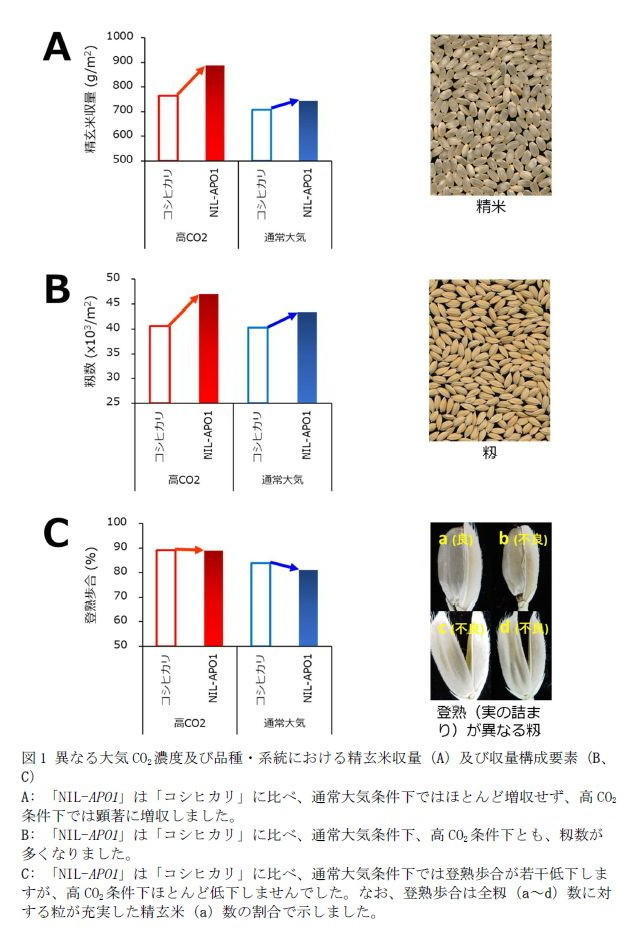 図1 異なる大気CO2濃度及び品種・系統における精玄米収量(A)及び収量構成要素(B、C)