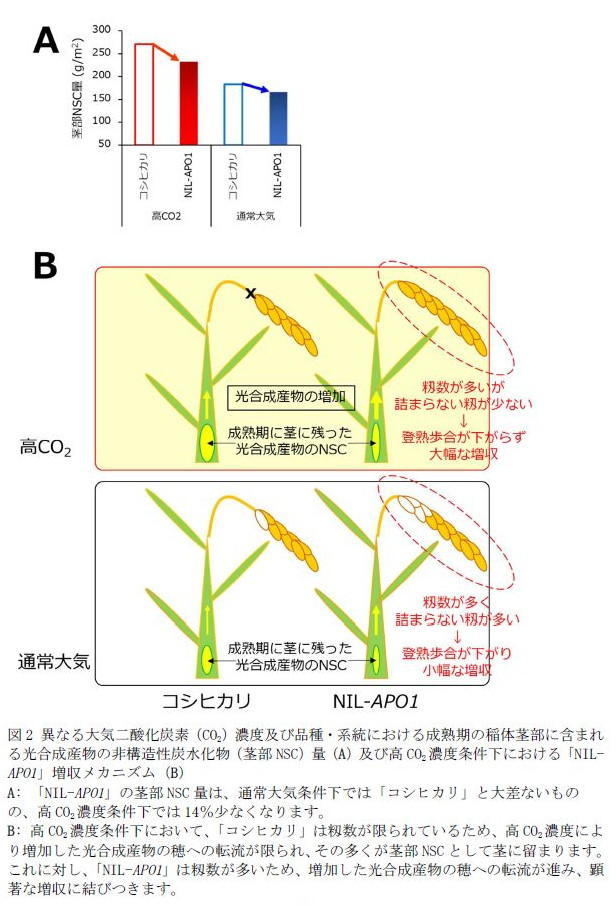 図2 異なる大気二酸化炭素(CO2)濃度及び品種・系統における成熟期の稲体茎部に含まれる非構造性炭水化物(茎部NSC)量(A)及び高CO2濃度条件下における「NIL-APO1」増収メカニズム(B)