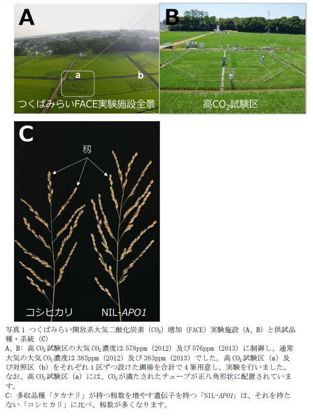 写真1 つくばみらい開放系大気二酸化炭素(CO2)増加(FACE)実験施設(A、B)と供試品種・系統(C)